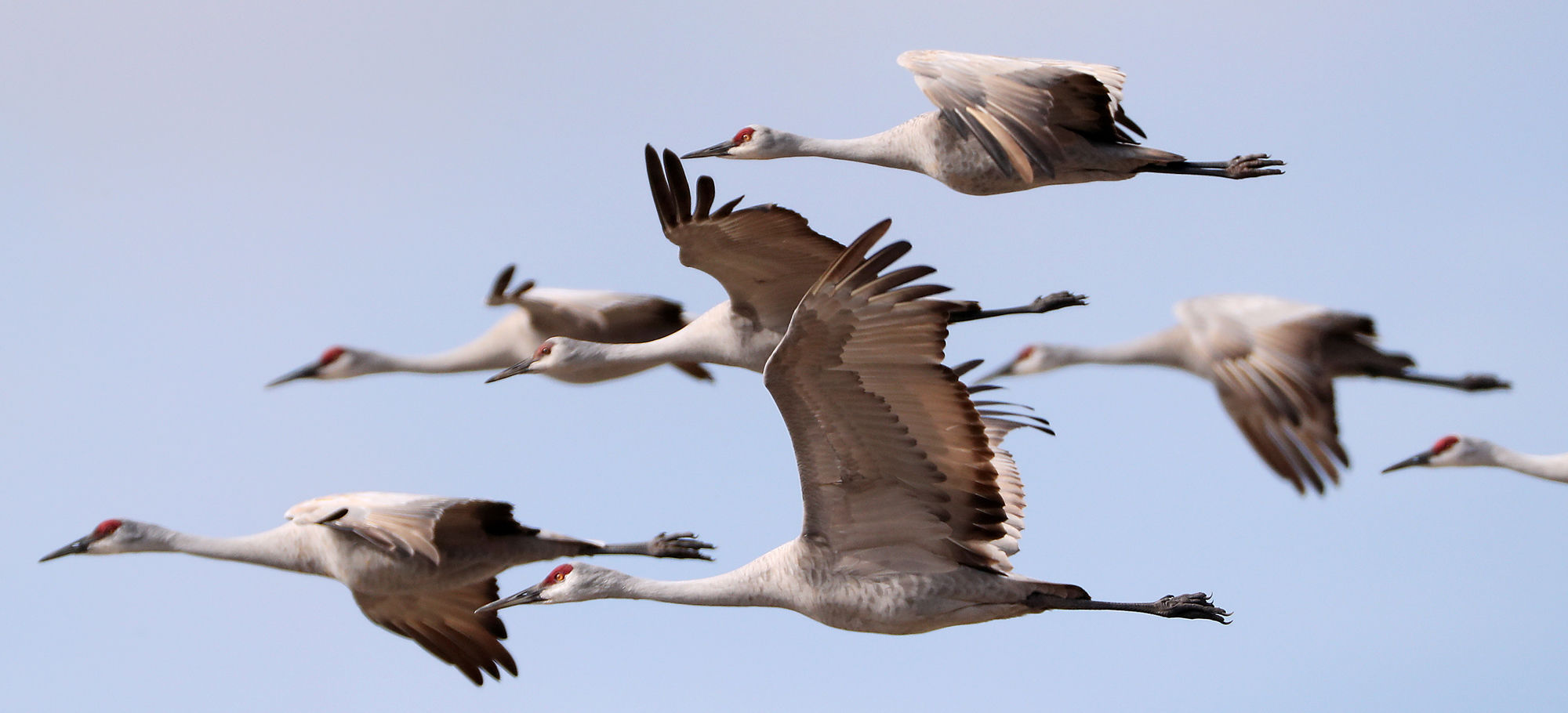 030517_cranes009Sharp_bjs.JPG